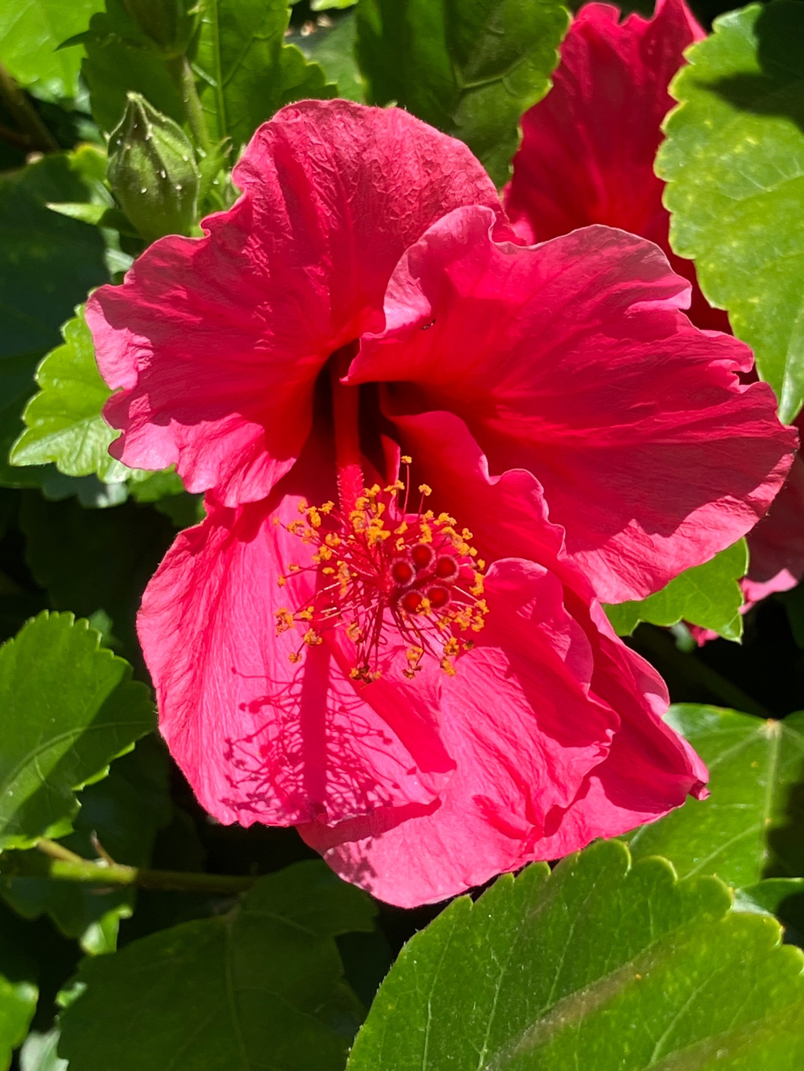 Closeup photo of an open, fuchsia-colored tropical hibiscus blossom against a background of green leaves.
